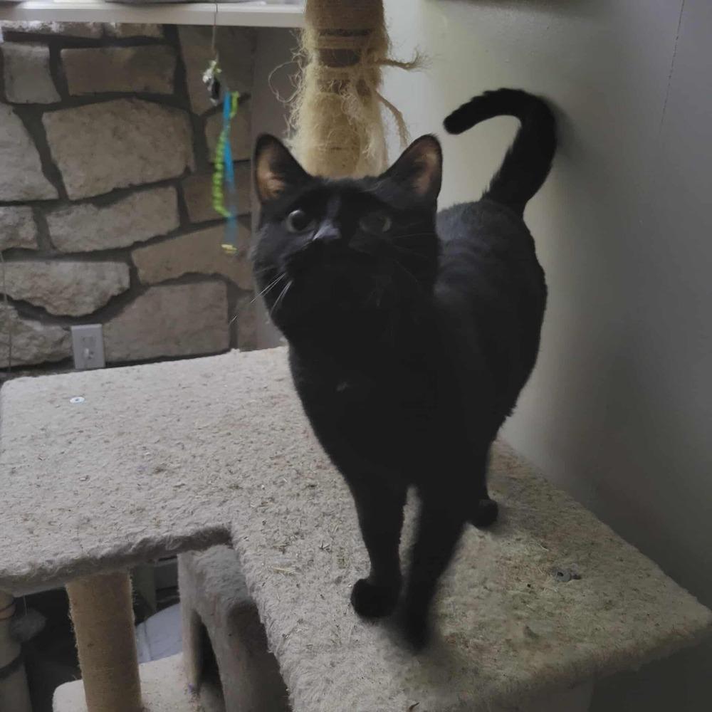 Enlarge Buzz, a Adoptable Domestic Short Hair in Emporia, KS image 2/4