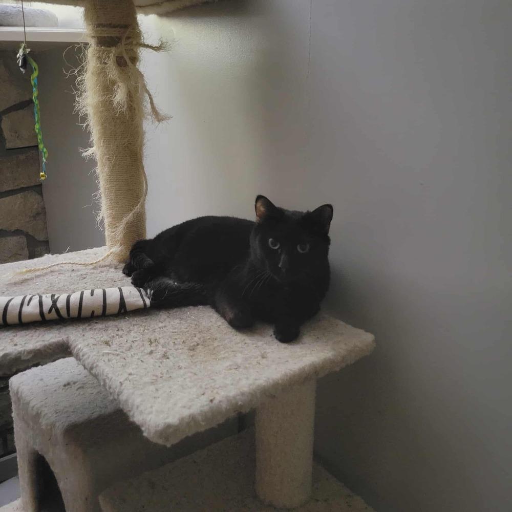 Enlarge Buzz, a Adoptable Domestic Short Hair in Emporia, KS image 3/4