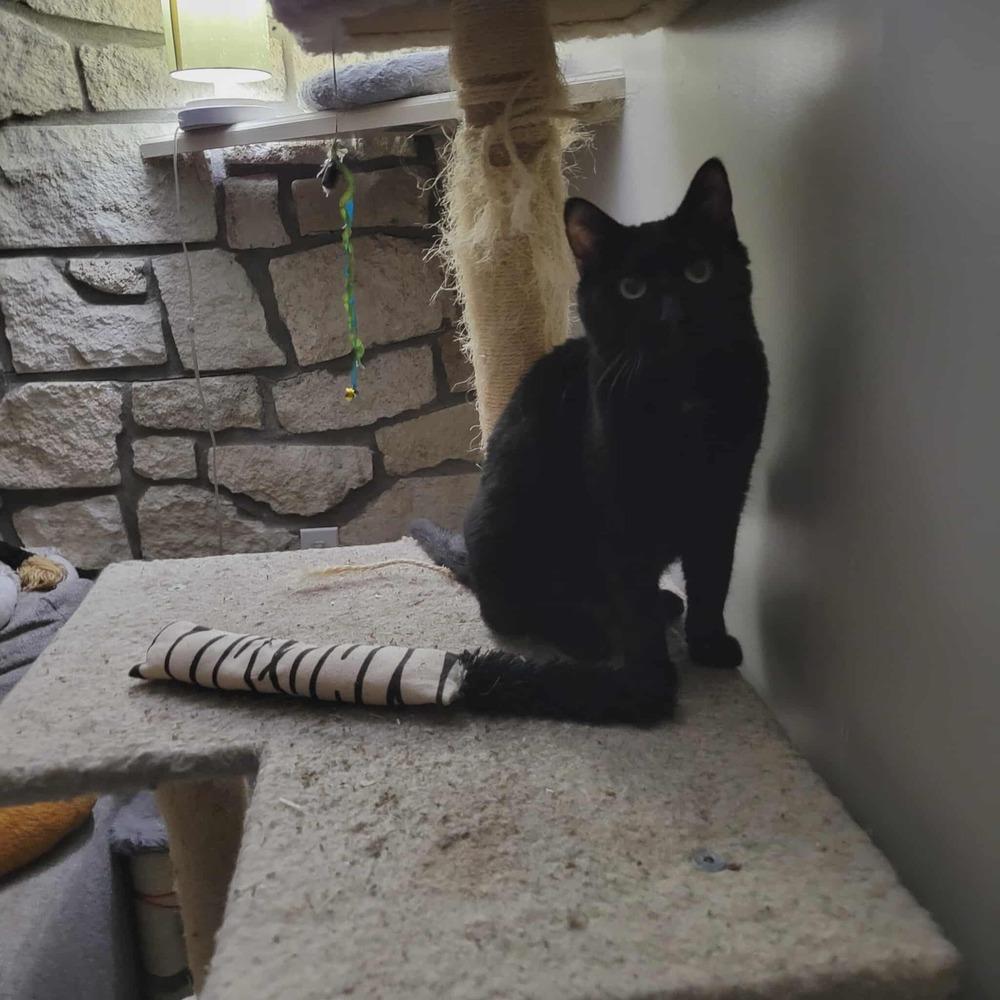 Enlarge Buzz, a Adoptable Domestic Short Hair in Emporia, KS image 4/4