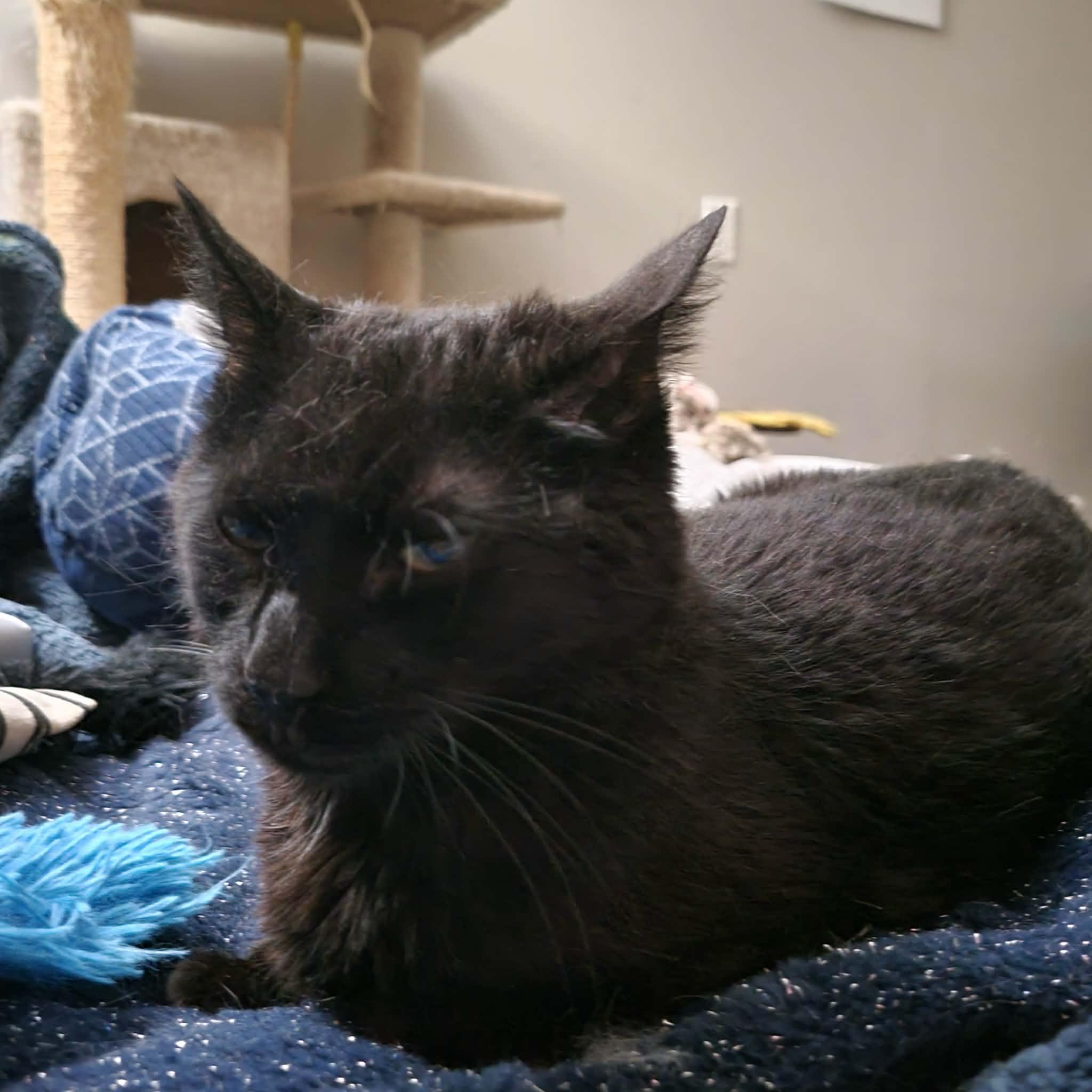 Enlarge Buzz, a Adoptable Domestic Short Hair in Emporia, KS image 5/5