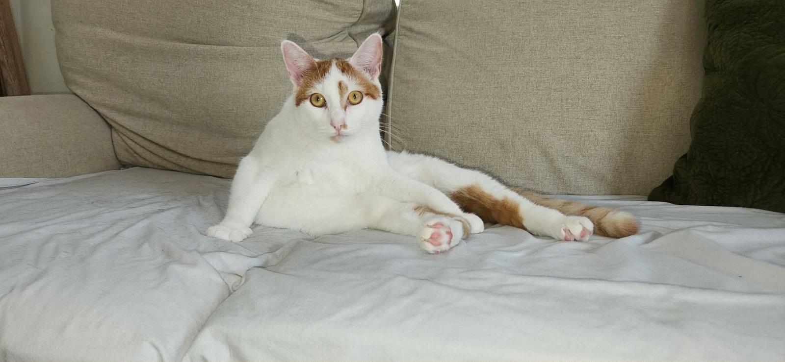 Wini AND Valor, Adoptable, Young Female Domestic Short Hair.