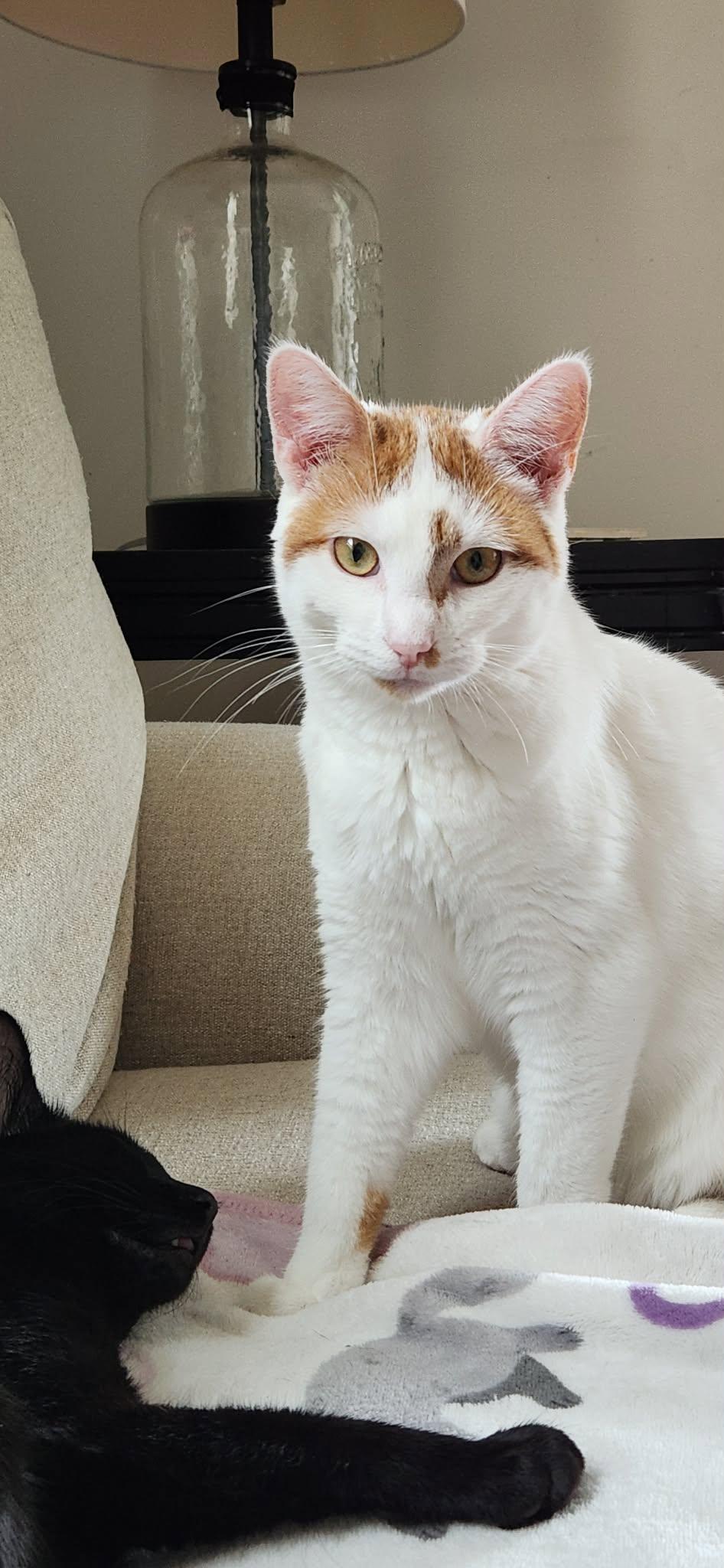 Enlarge Wini AND Valor, a Adoptable Domestic Short Hair in Gonic, NH image 2/3