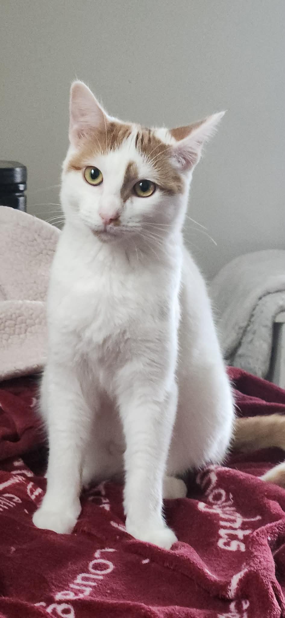 Enlarge Wini AND Valor, a Adoptable Domestic Short Hair in Gonic, NH image 3/3