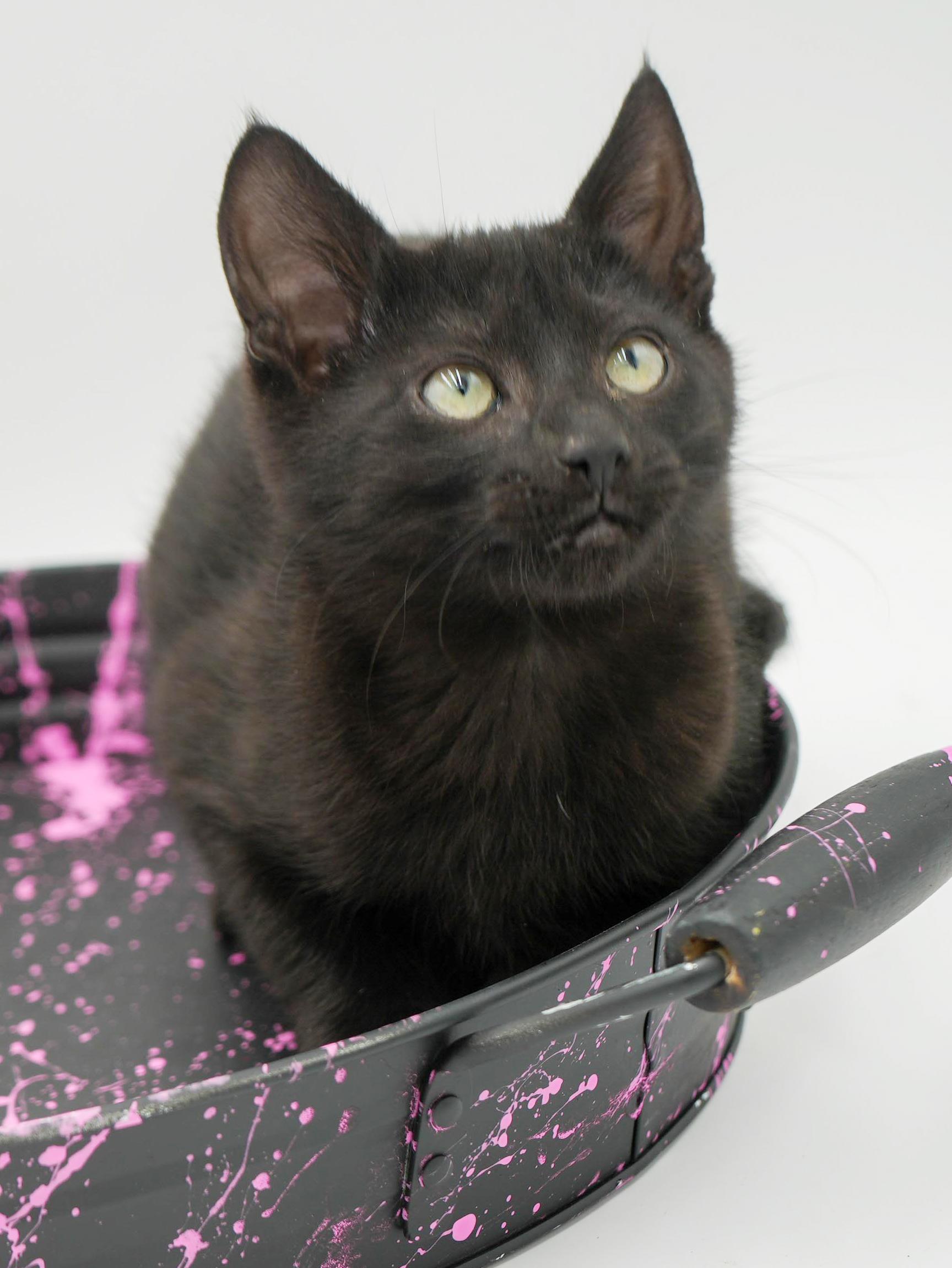 Zarver is a chocolate cuddly angel! Super tiny super cool!, Adoptable, Kitten Male Bombay & Havana.