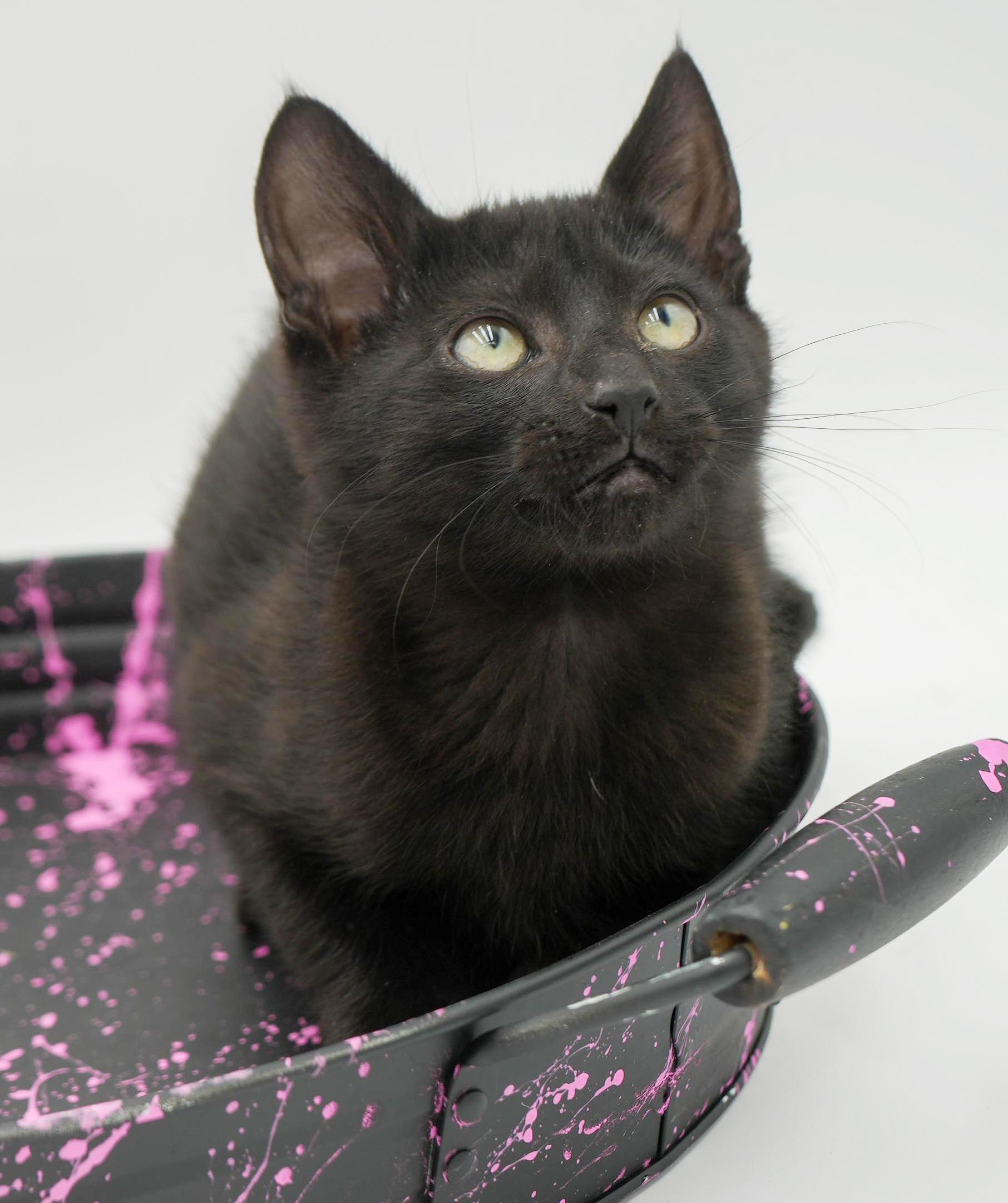 Zarver is a chocolate cuddly angel! Super tiny super cool!, a Adoptable mixed breed in Bedford Hills, NY image 2/4