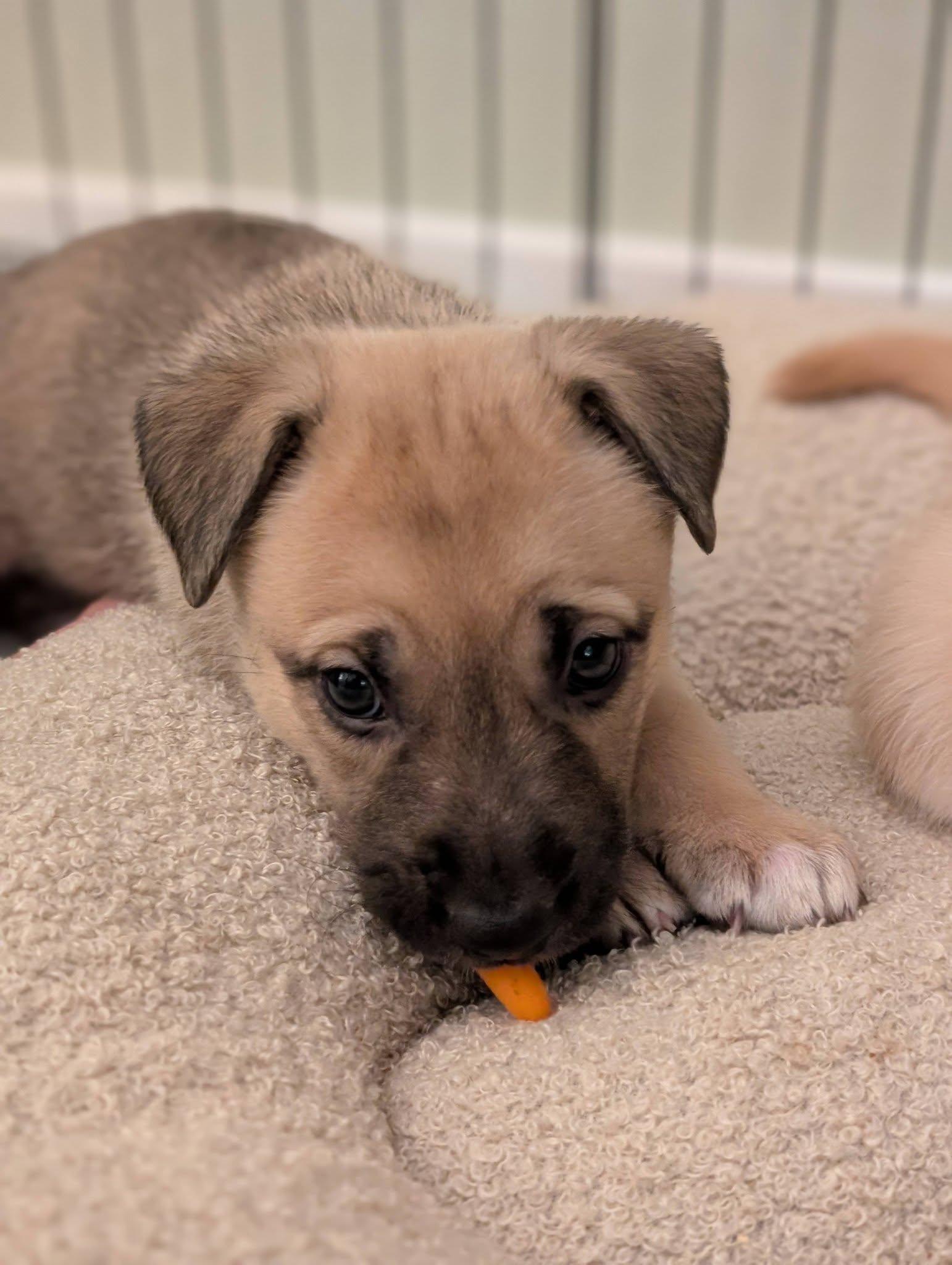 Enlarge Popcorn *In Foster Home*, a ADOPTABLE mixed breed in Bellingham, WA image 2/6