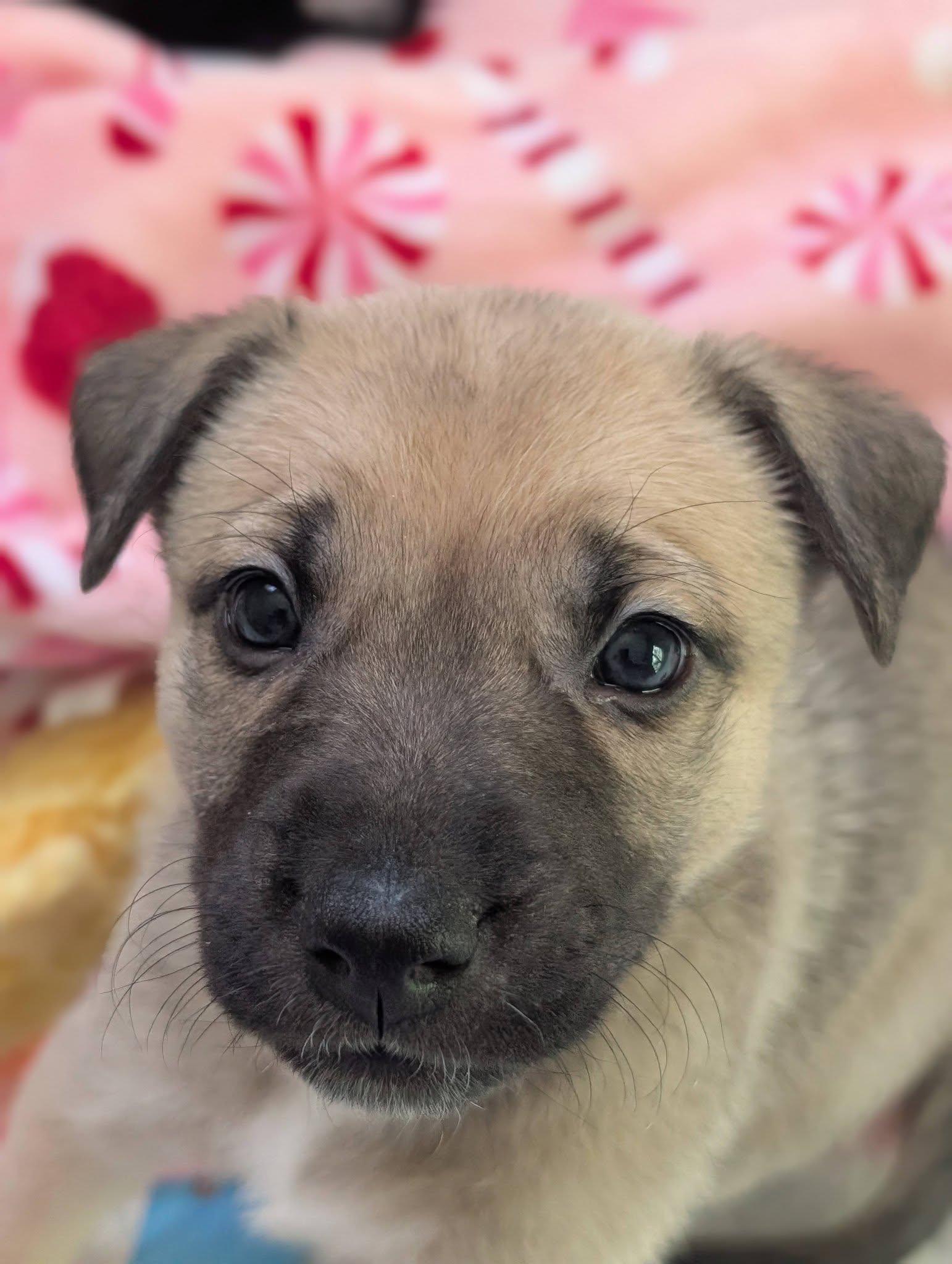 Enlarge Popcorn *In Foster Home*, a ADOPTABLE mixed breed in Bellingham, WA image 6/6