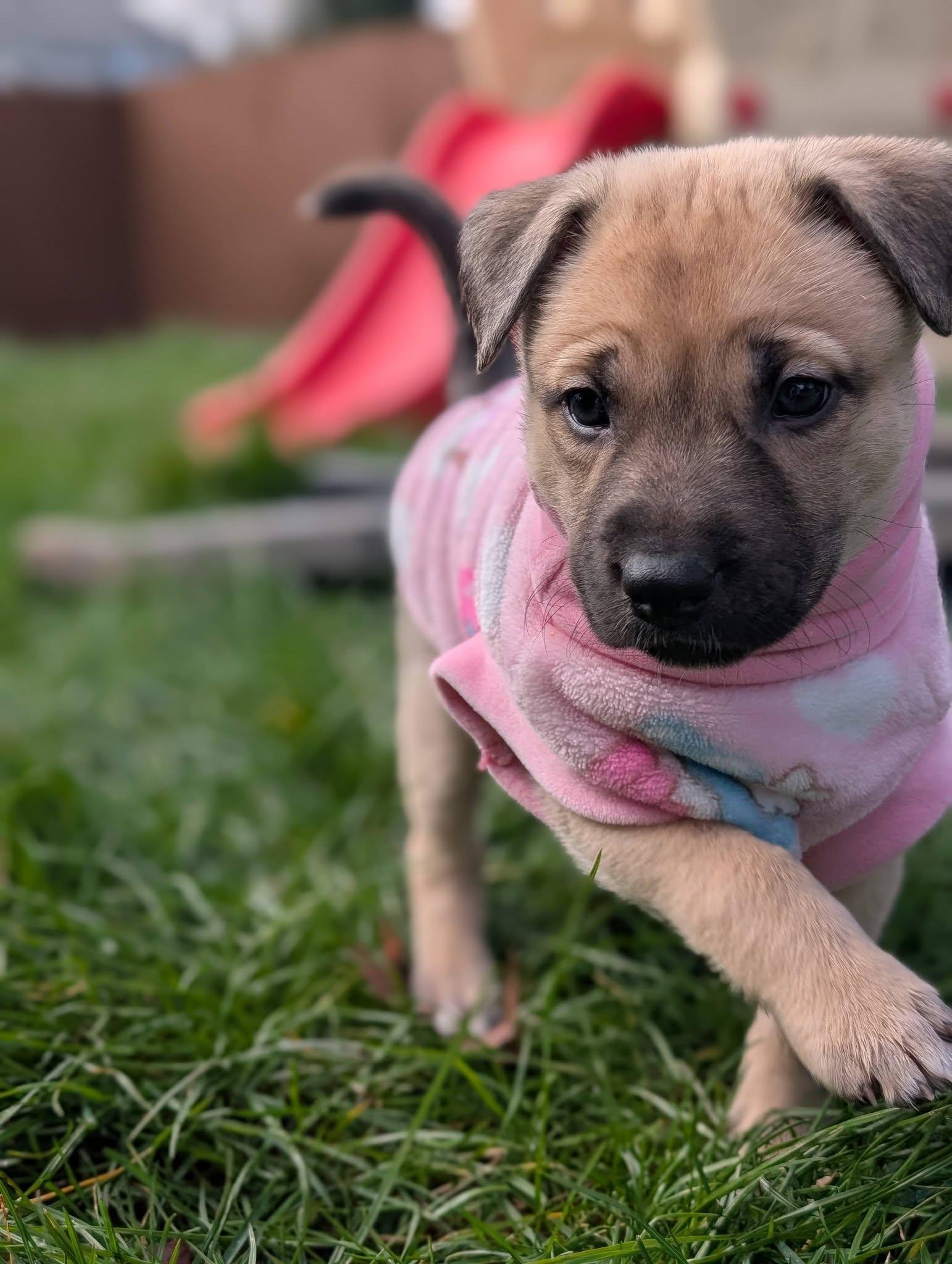 Enlarge Popcorn *In Foster Home*, a ADOPTABLE mixed breed in Bellingham, WA image 5/6