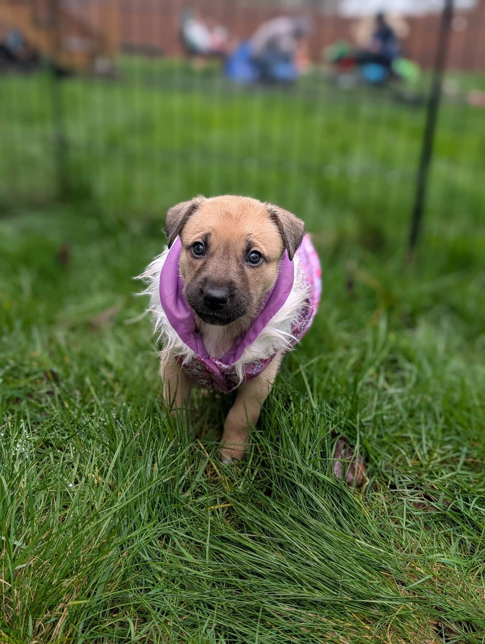 Enlarge Popcorn *In Foster Home*, a ADOPTABLE mixed breed in Bellingham, WA image 4/6