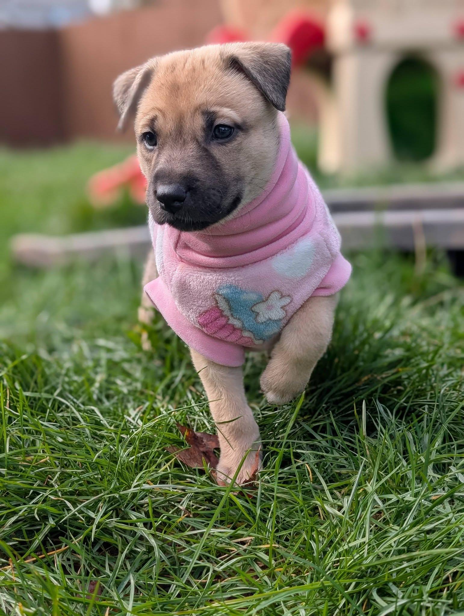 Popcorn *In Foster Home*, ADOPTABLE, Puppy Female German Shepherd Dog.