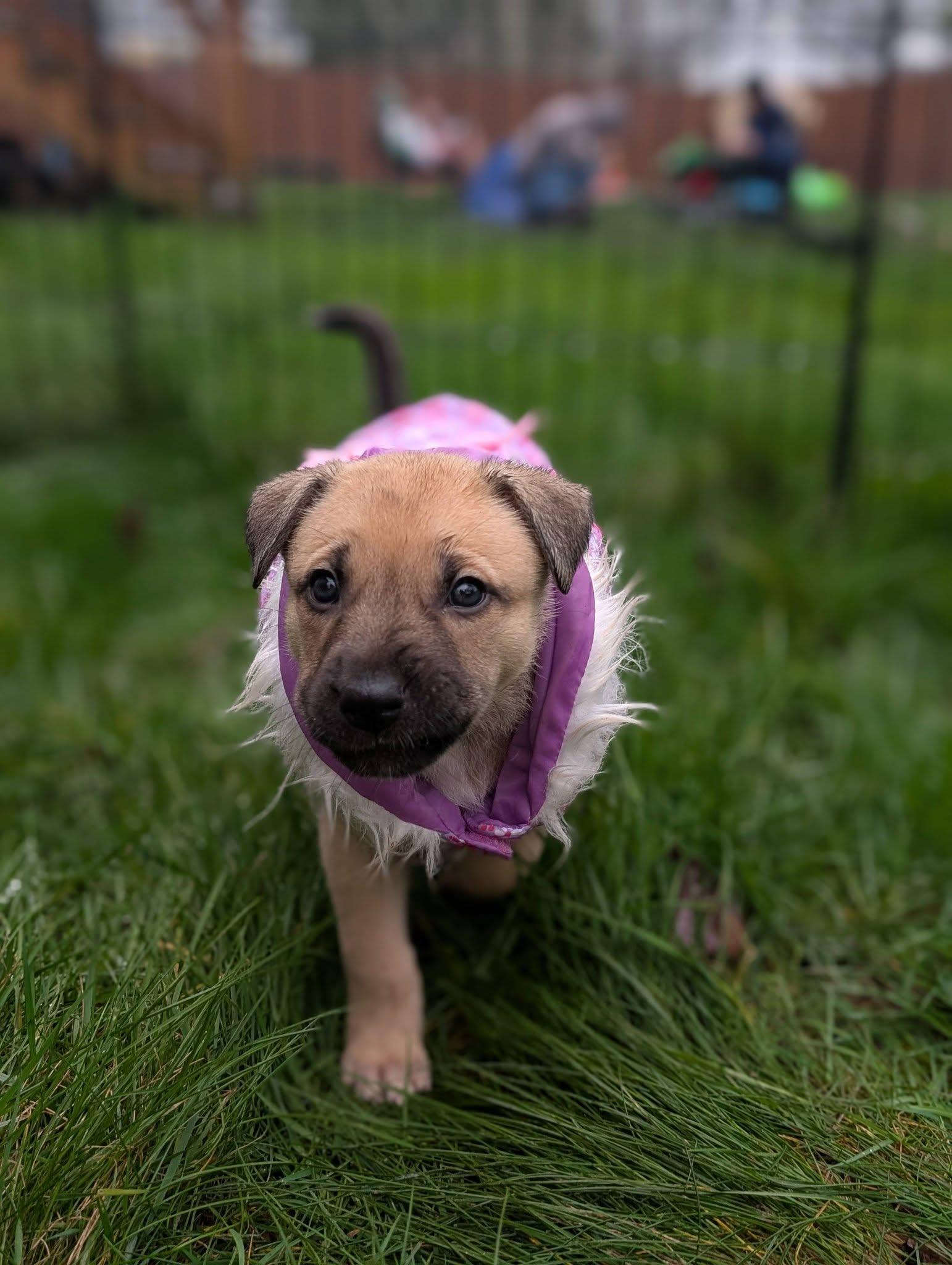 Enlarge Popcorn *In Foster Home*, a ADOPTABLE mixed breed in Bellingham, WA image 3/6