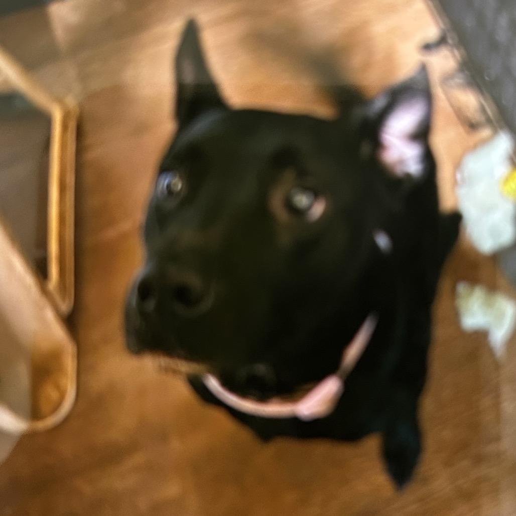 Midnight, Adoptable, Adult Female German Shepherd Dog & Mixed Breed.