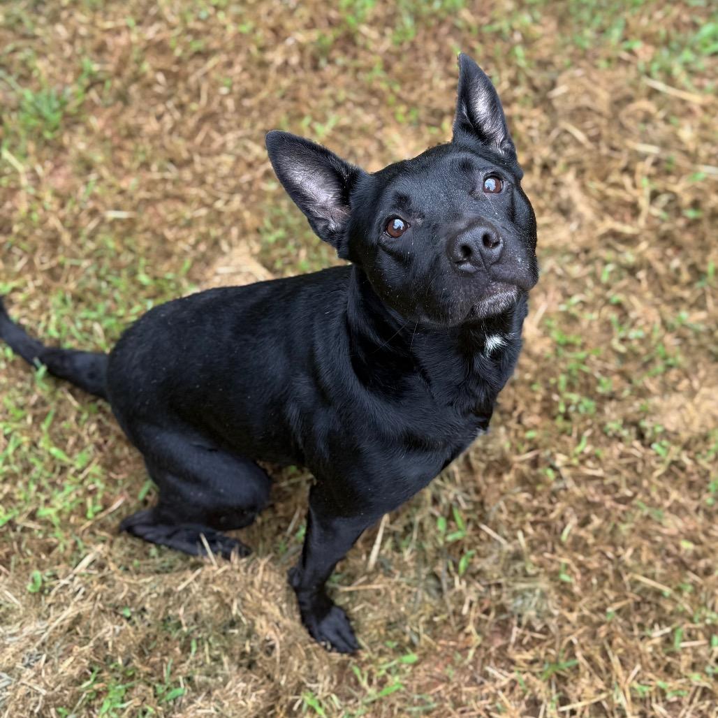 Midnight, a Adoptable mixed breed in Starkville, MS image 2/2