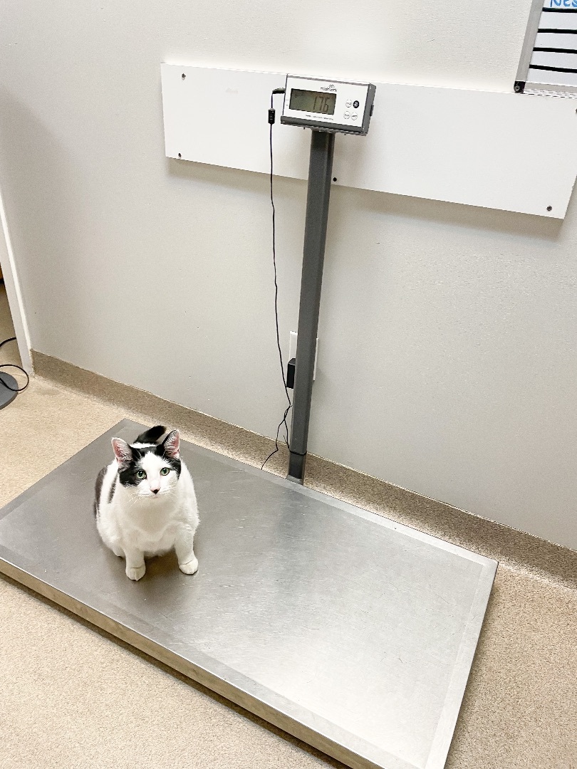 Enlarge Kevin, a Adoptable Domestic Short Hair image 8/10