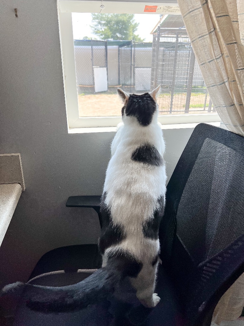 Enlarge Kevin, a Adoptable Domestic Short Hair image 9/10