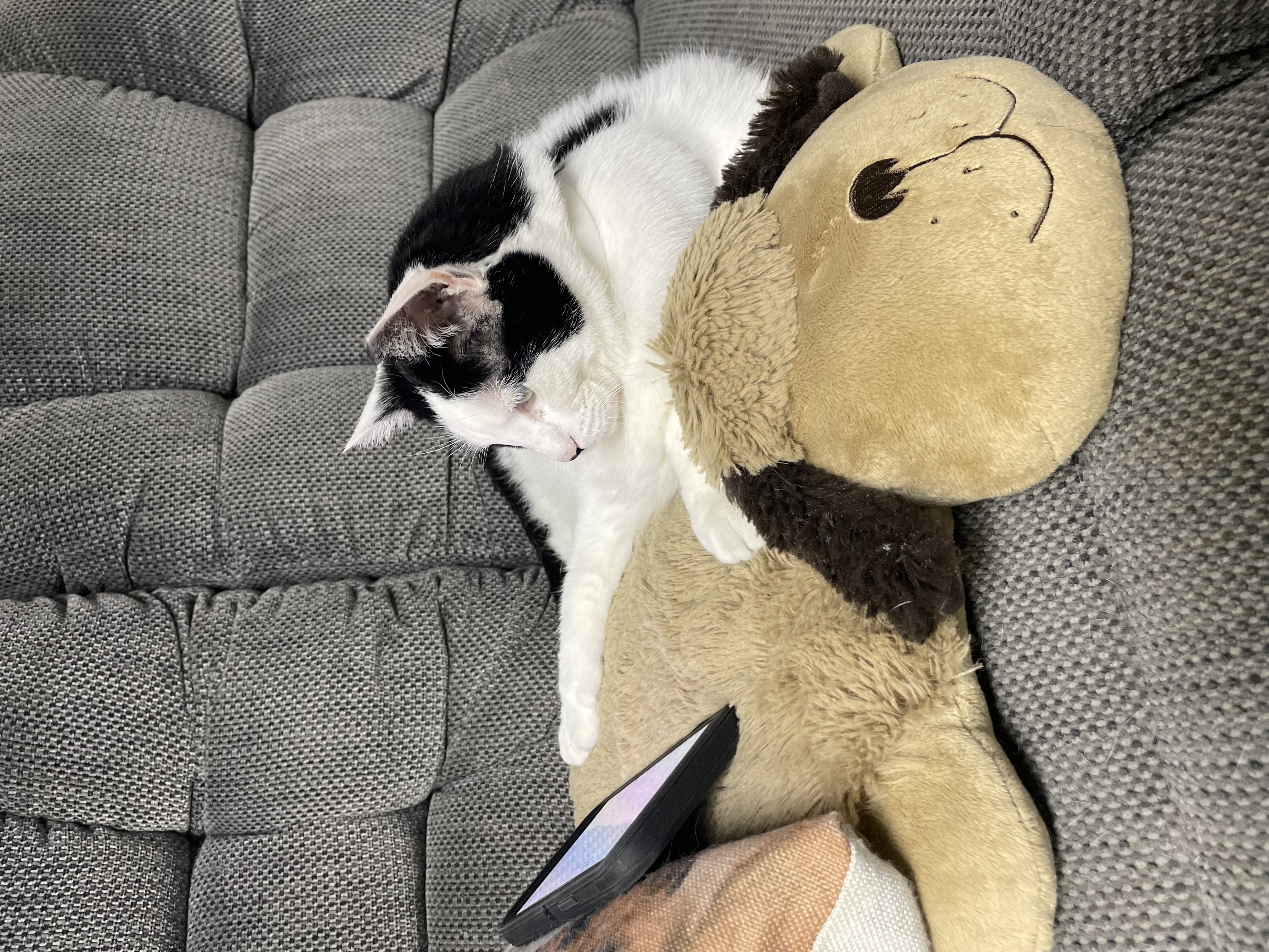 Kevin, a Adoptable Domestic Short Hair image 6/10