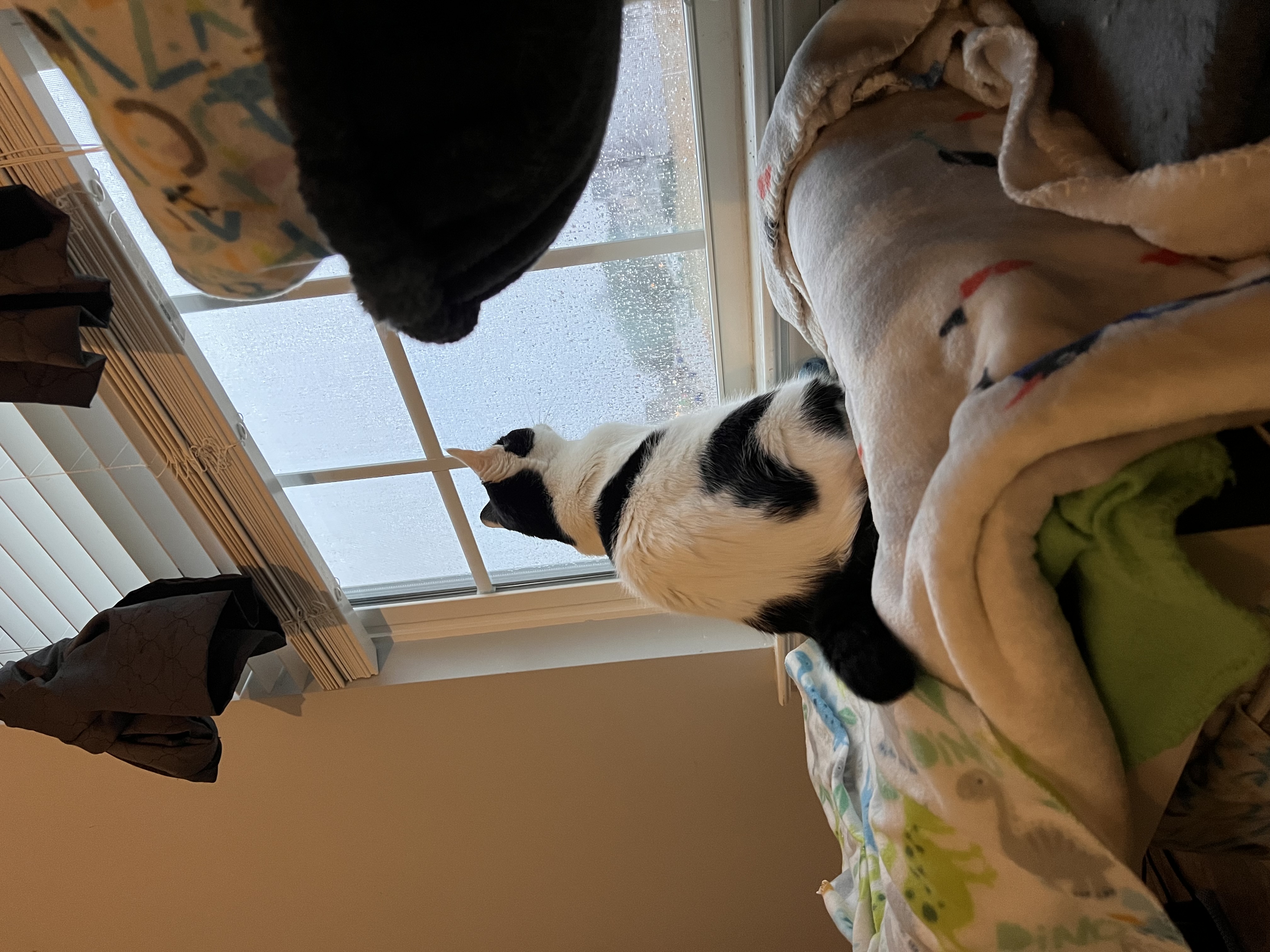 Enlarge Kevin, a Adoptable Domestic Short Hair image 7/10