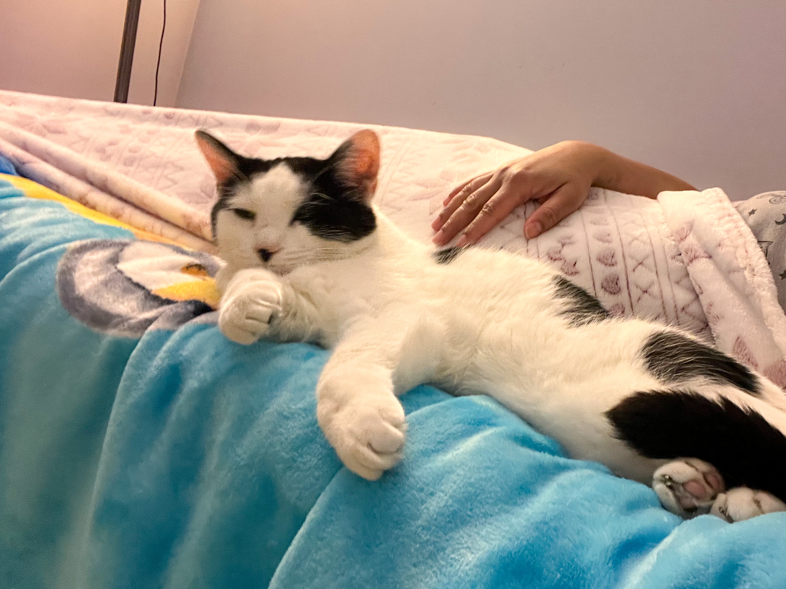 Enlarge Kevin, a Adoptable Domestic Short Hair image 10/10