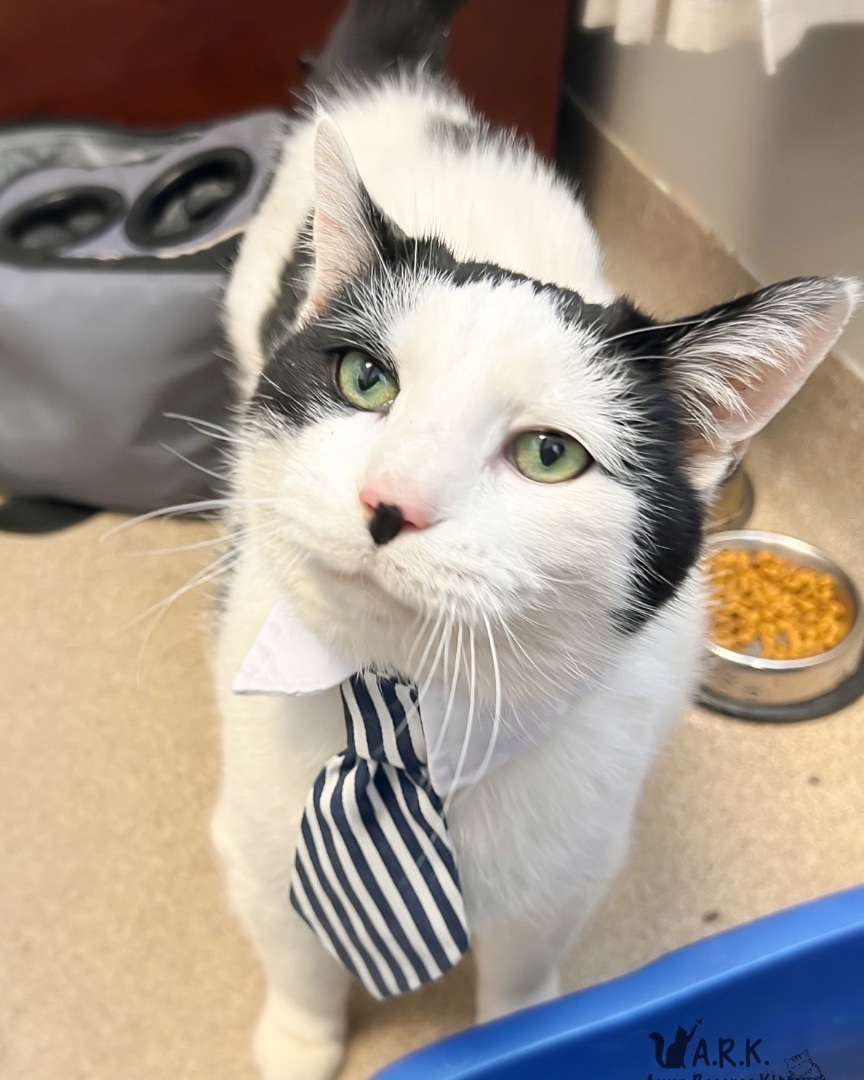 Kevin, a Adoptable Domestic Short Hair image 1/10