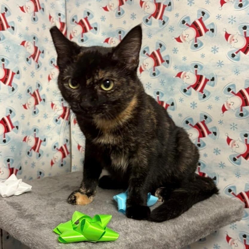 Enlarge Butternut, a Adoptable Domestic Short Hair in Chehalis, WA image 1/1