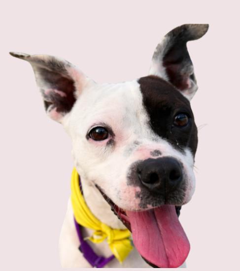 Cherie, a Adoptable mixed breed in tampa, FL image 1/5