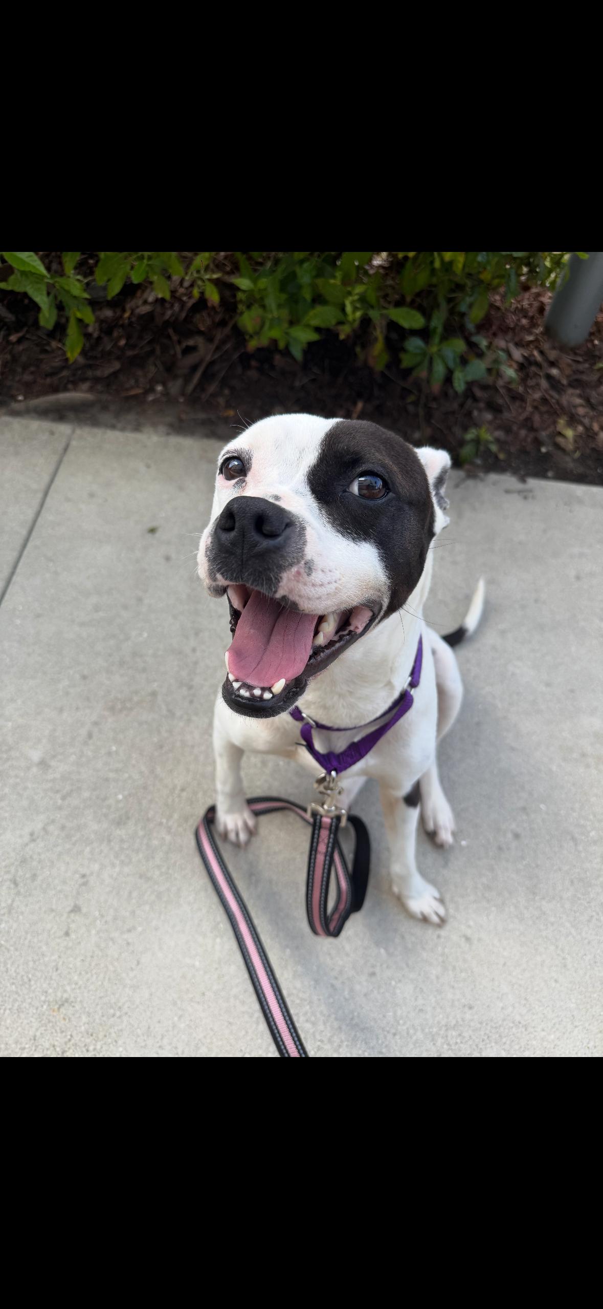 Cherie, a Adoptable mixed breed in tampa, FL image 5/5