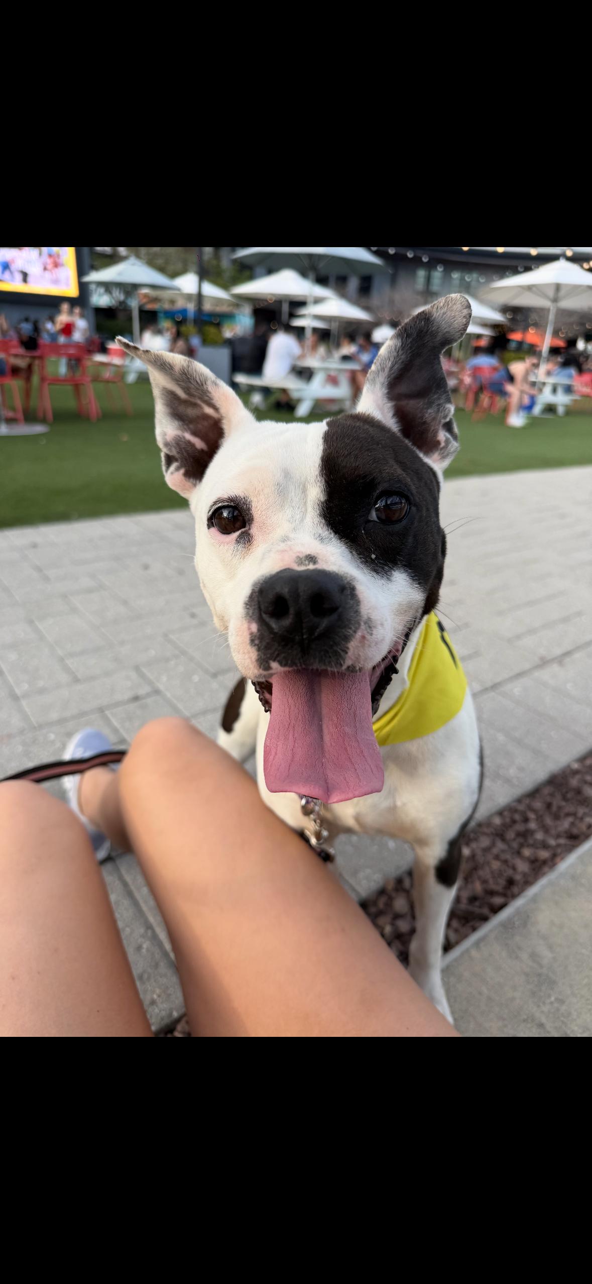Cherie, a Adoptable mixed breed in tampa, FL image 4/5