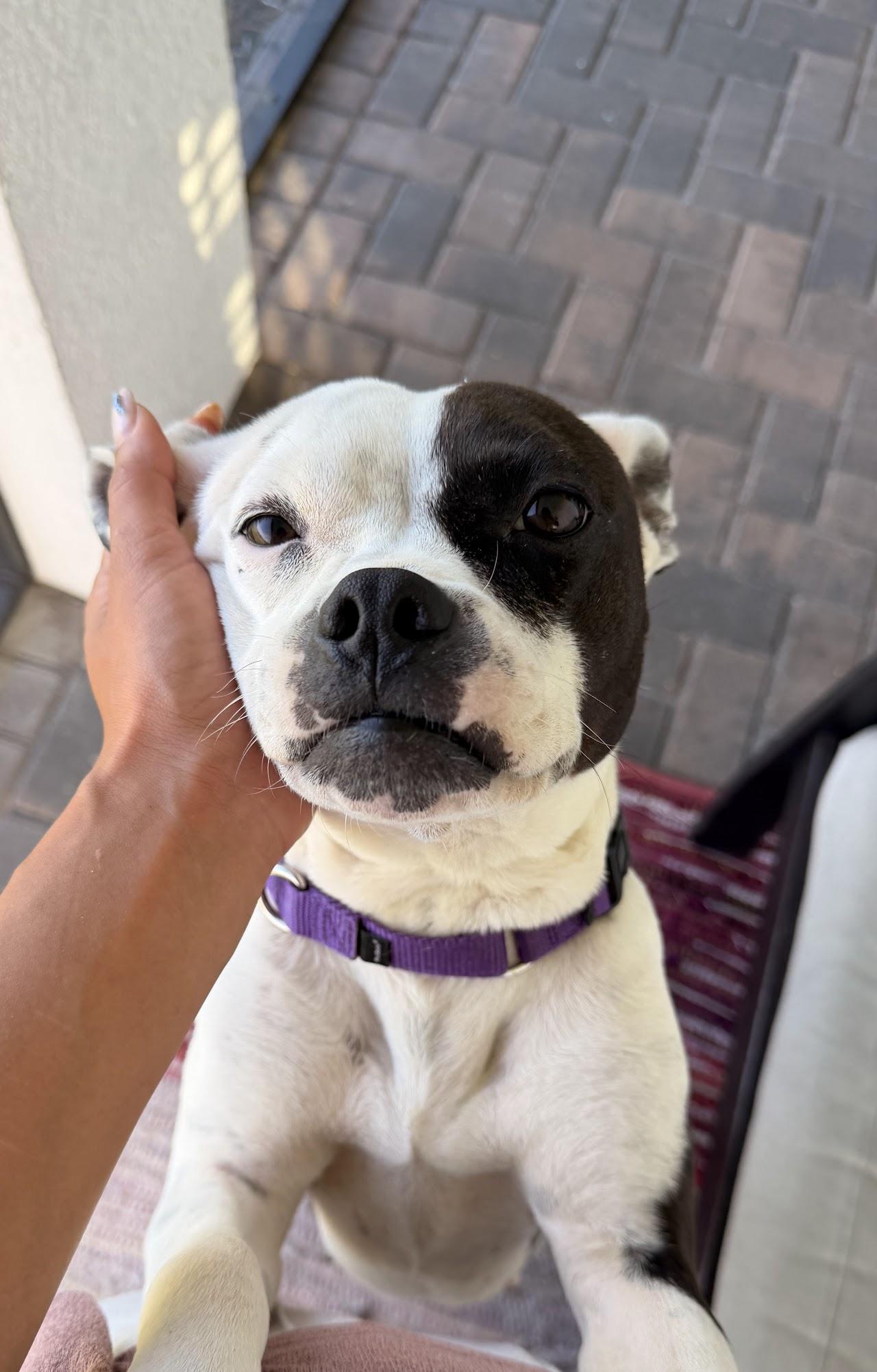 Cherie, a Adoptable mixed breed in tampa, FL image 2/5
