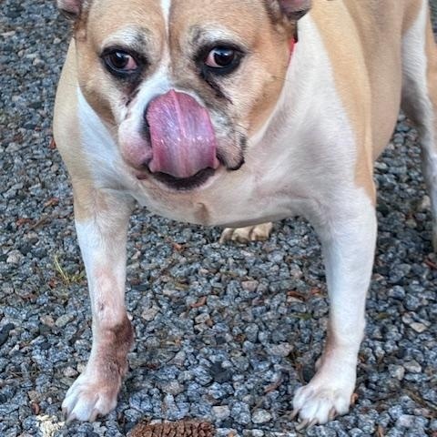 Zilla, Eng. Bulldog mix, senior, loves everyone, great family pet, an adopted mixed breed in Charlottesville, VA image 2/5