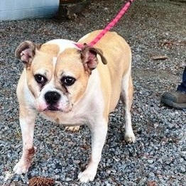 Zilla, Eng. Bulldog mix, senior, loves everyone, great family pet, adopted, Senior Male English Bulldog.