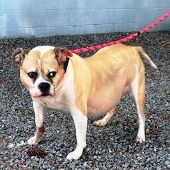 Zilla, Eng. Bulldog mix, senior, loves everyone, great family pet, an adopted mixed breed in Charlottesville, VA image 4/5