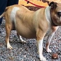Zilla, Eng. Bulldog mix, senior, loves everyone, great family pet, an adopted mixed breed in Charlottesville, VA image 5/5