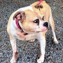 Zilla, Eng. Bulldog mix, senior, loves everyone, great family pet, an adopted mixed breed in Charlottesville, VA image 3/5