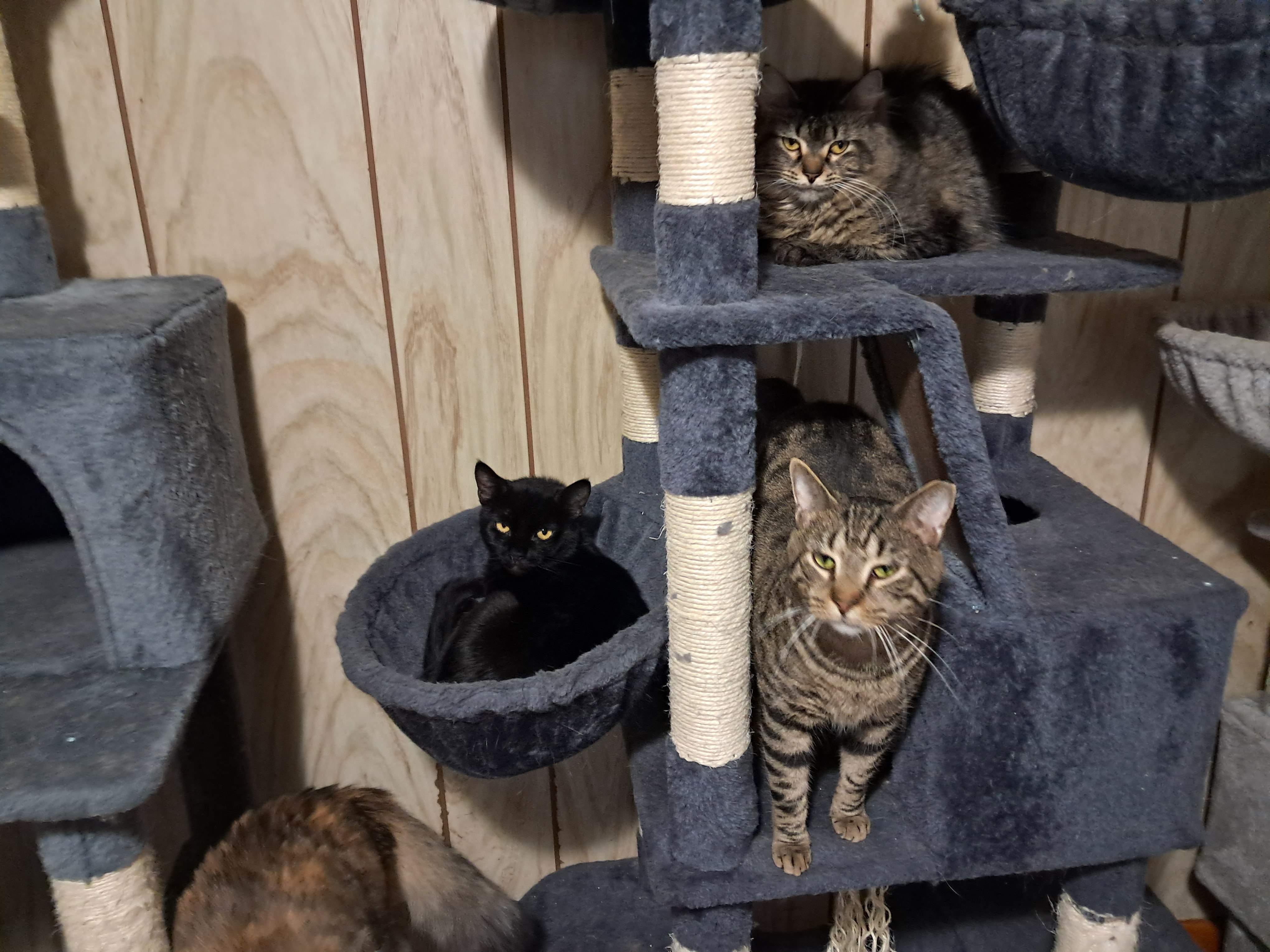 Romeo, a Adoptable Domestic Short Hair in Nanticoke, PA image 6/6