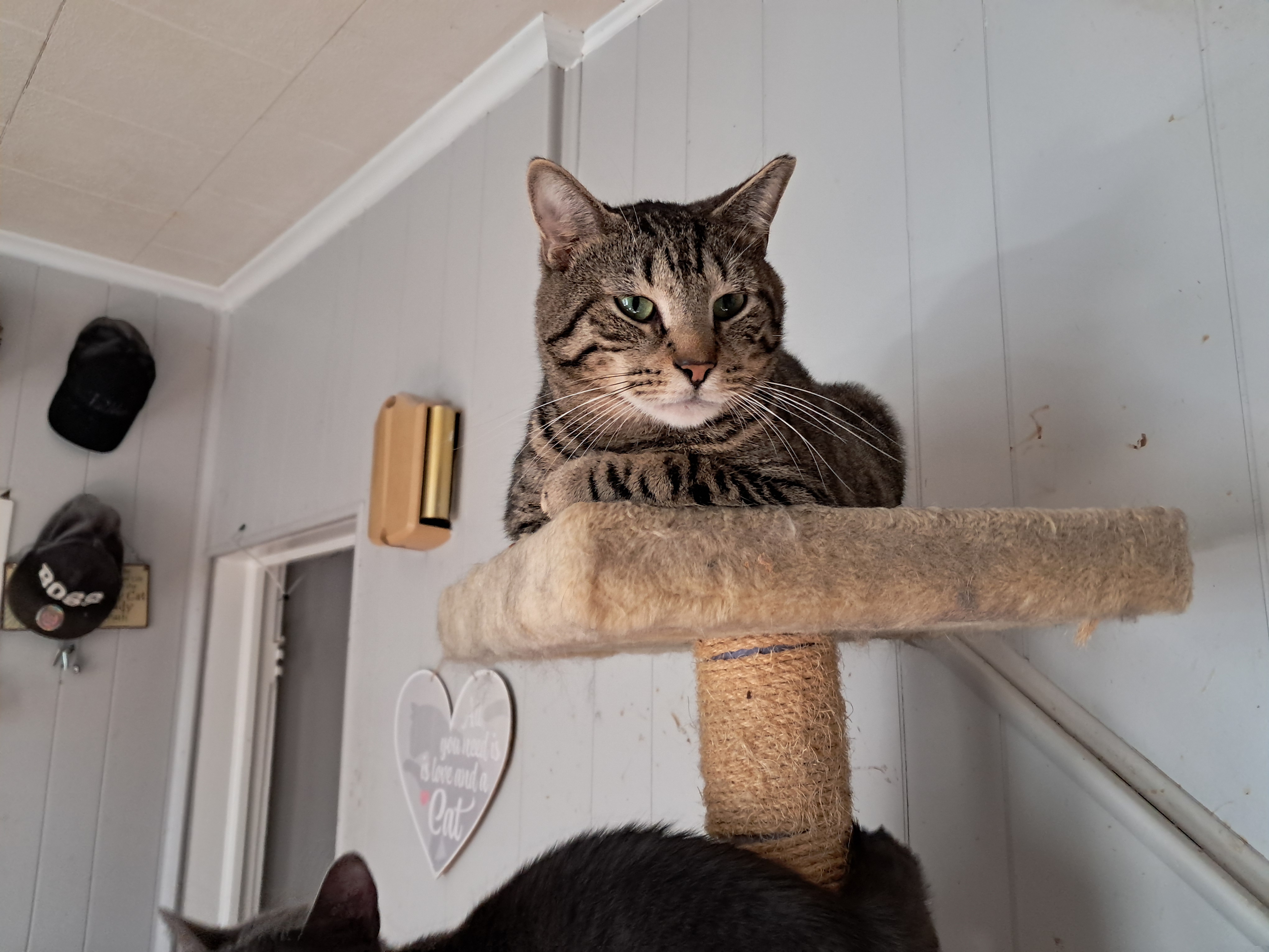 Romeo, a Adoptable Domestic Short Hair in Nanticoke, PA image 1/6