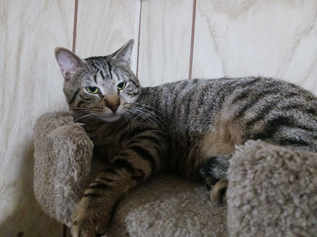 Romeo, a Adoptable Domestic Short Hair in Nanticoke, PA image 2/6