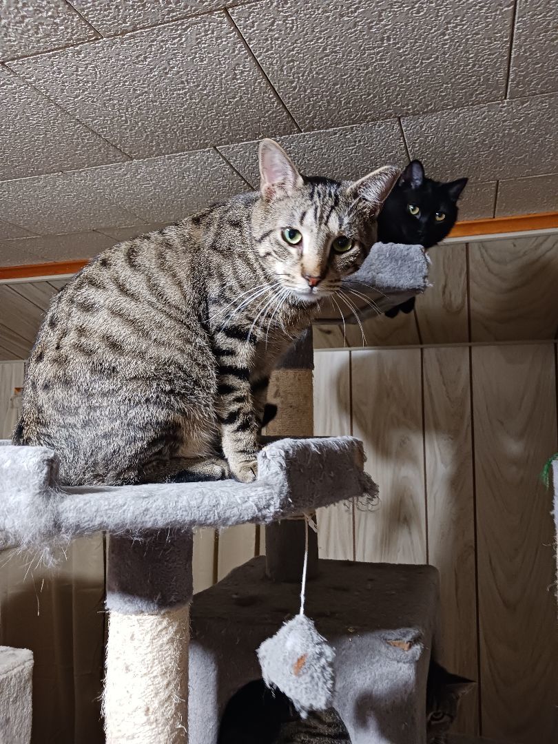 Romeo, a Adoptable Domestic Short Hair in Nanticoke, PA image 3/6