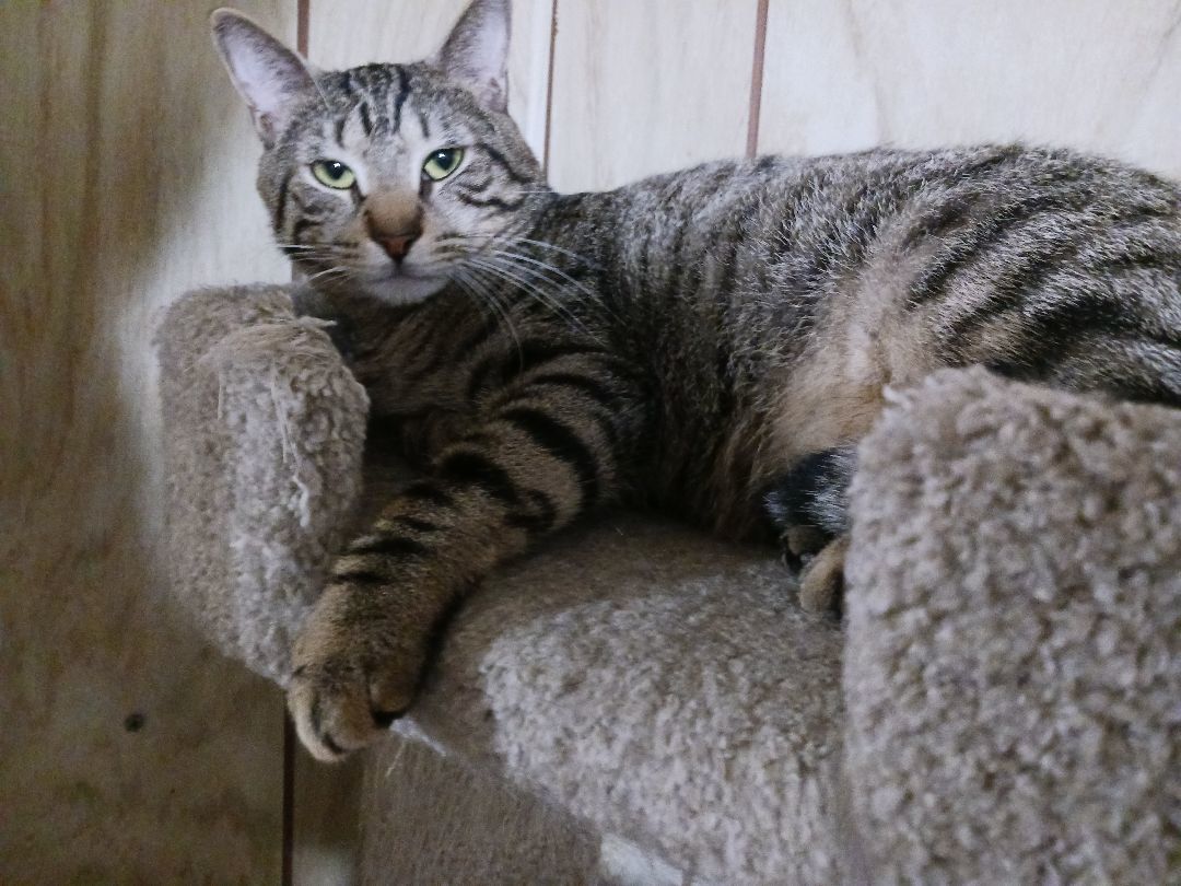 Romeo, a Adoptable Domestic Short Hair in Nanticoke, PA image 4/6