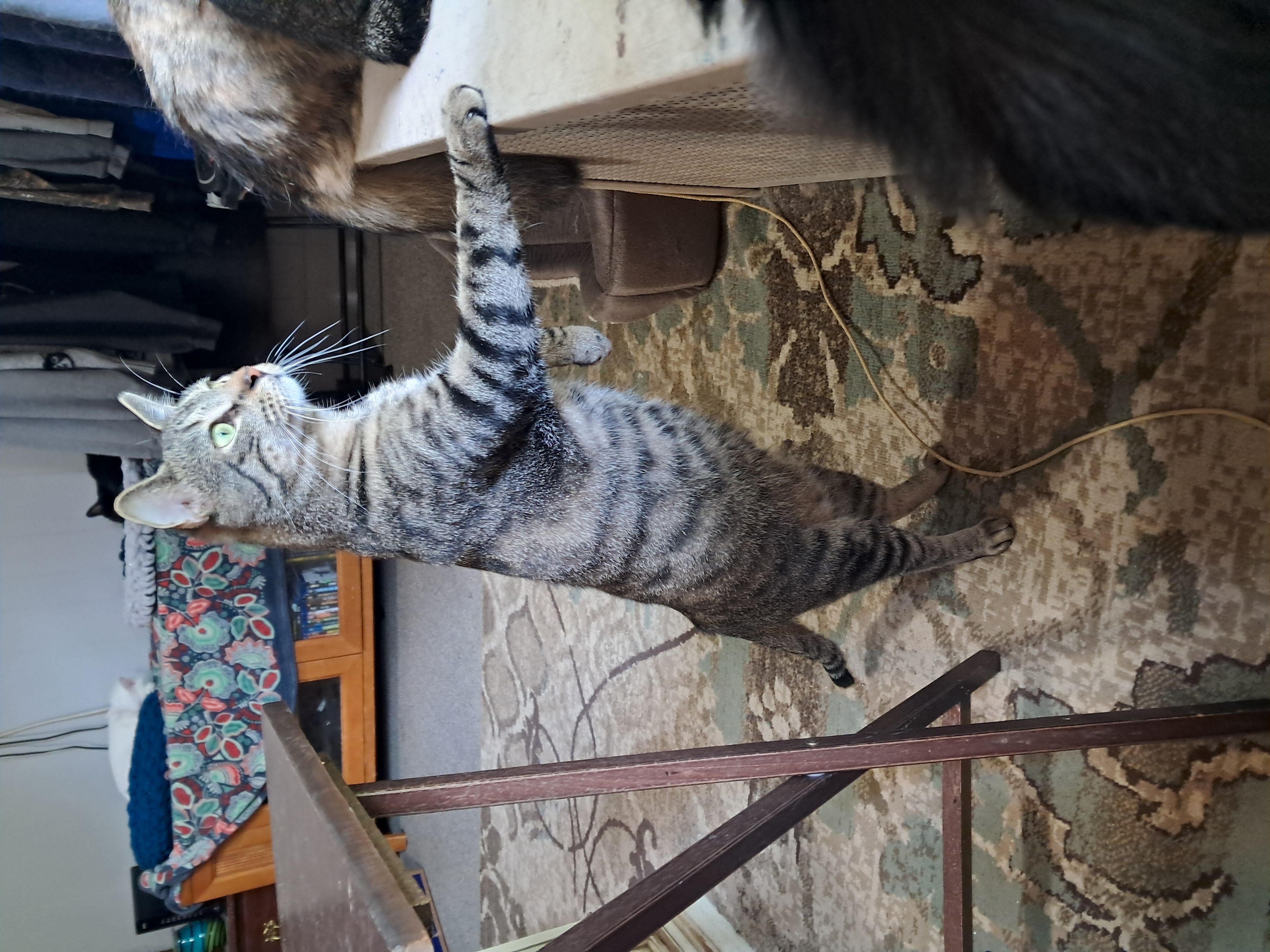 Romeo, a Adoptable Domestic Short Hair in Nanticoke, PA image 5/6