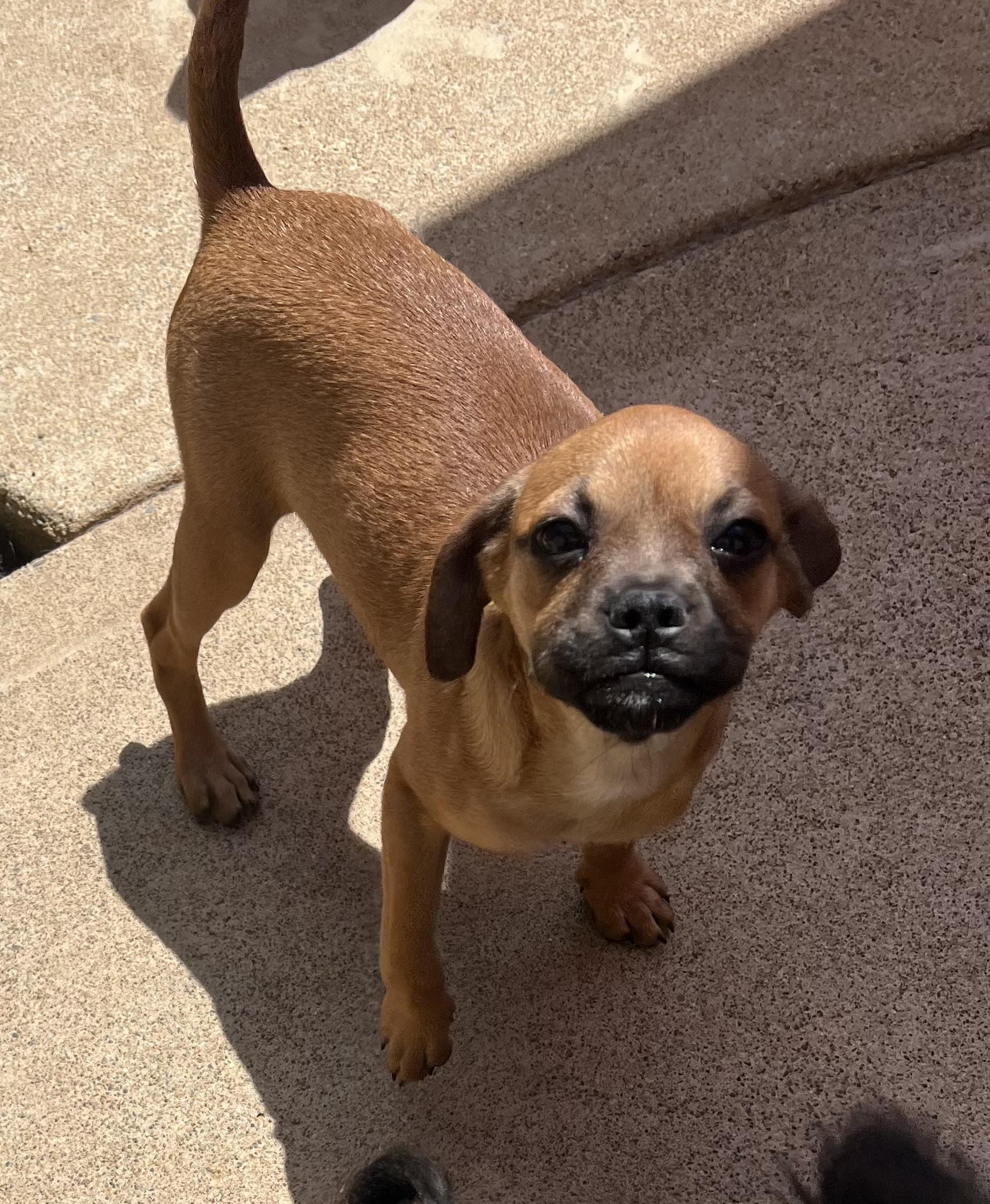 Laverne, Adopted, Puppy Female Chug.