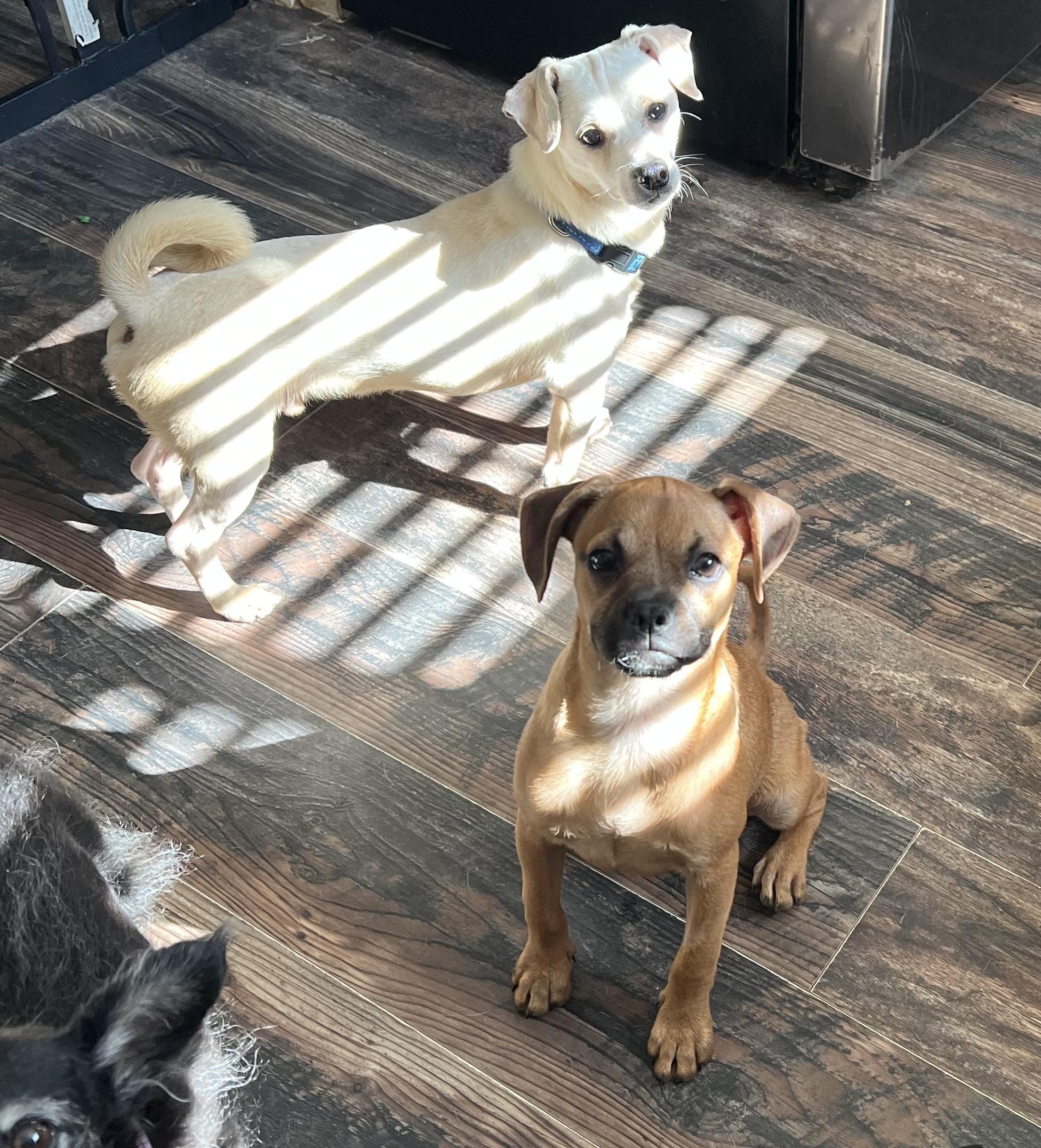 Enlarge Laverne, a Adopted mixed breed in Redding, CA image 2/5