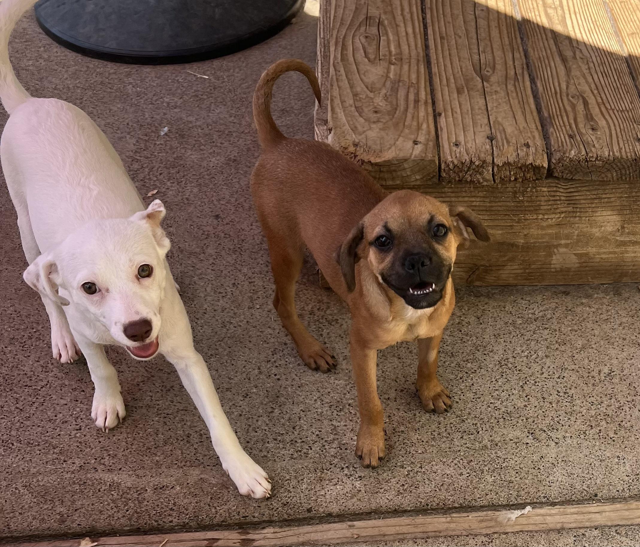 Enlarge Laverne, a Adopted mixed breed in Redding, CA image 4/5
