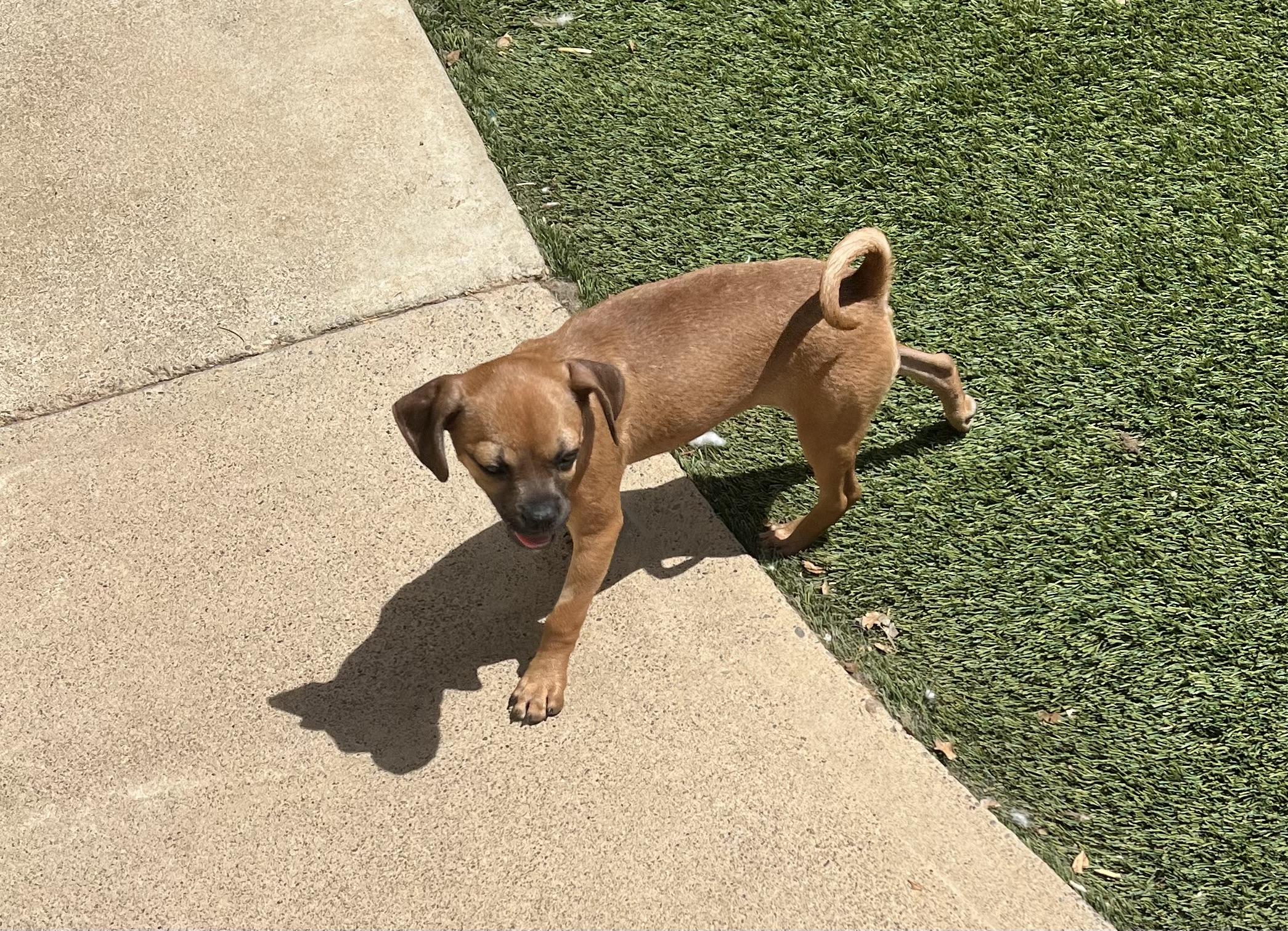 Enlarge Laverne, a Adopted mixed breed in Redding, CA image 5/5