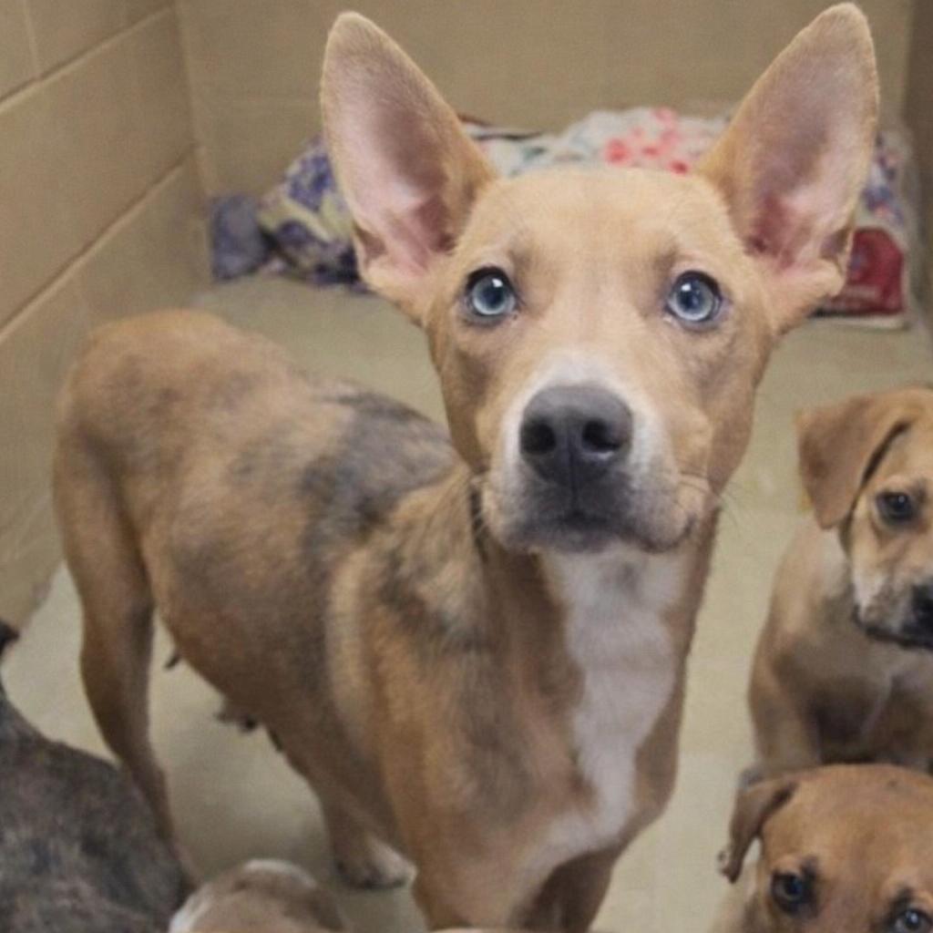 Enlarge Journey FOSTER NEEDED, a Adoptable mixed breed in Phoenix, MD image 1/2