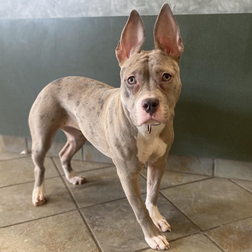 Emma, Adoptable, Adult Female Mixed Breed.