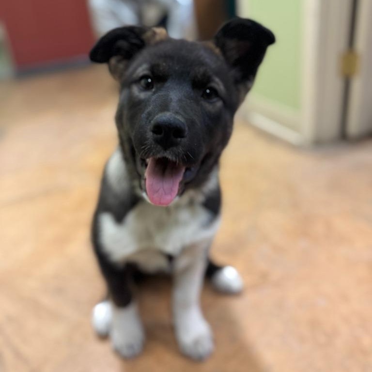 Sage, adopted, Puppy Female Border Collie & Alaskan Malamute.