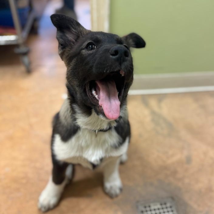 Enlarge Sage, an adopted mixed breed in Thayne, WY image 2/3