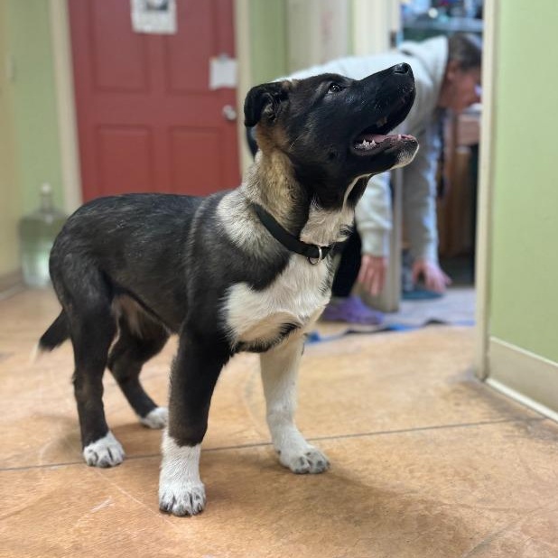 Enlarge Sage, an adopted mixed breed in Thayne, WY image 3/3