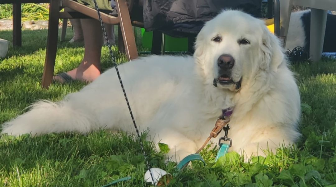 Enlarge Murphy, a Adoptable Great Pyrenees in Boiling Springs, PA image 1/6