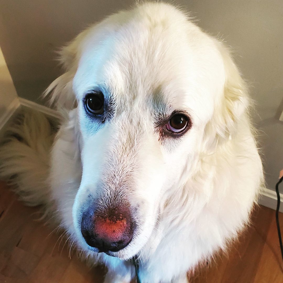 Enlarge Murphy, a Adoptable Great Pyrenees in Boiling Springs, PA image 2/6